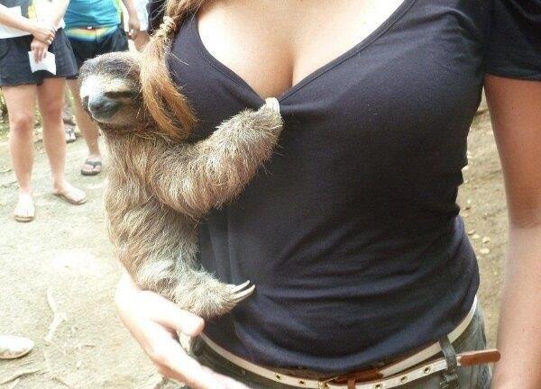 Happy Sloth.jpg