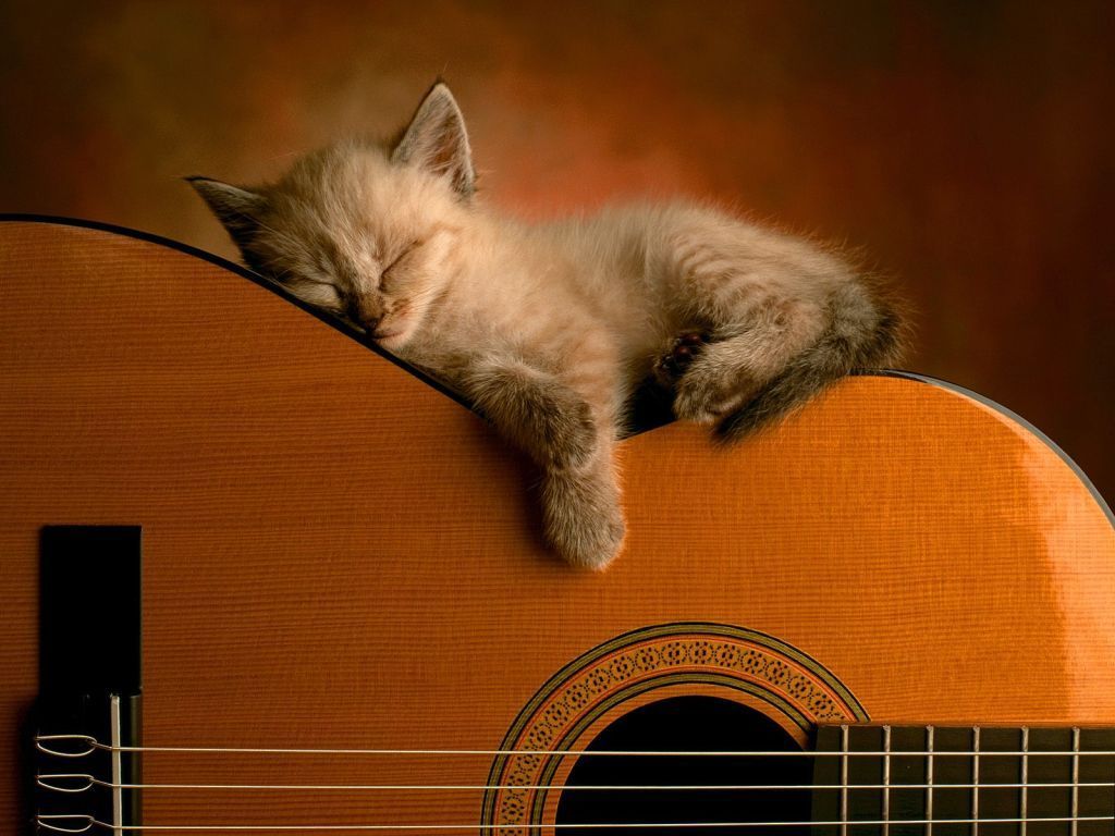 guitar_kitty-cute-kittens-9785541-1024-768.jpg