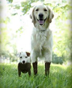 short_and_tall_muddy_dogs.jpg